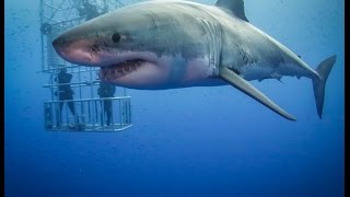 Guadalupe Great White Sharks HD video [upl. by Fong]