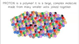 Monomers Polymers Synthesis amp Digestion [upl. by Levona]