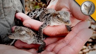 A Nest FULL of Baby Crocodiles [upl. by Gathard]