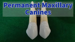 Permanent Maxillary Canine [upl. by Aivlys42]