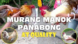 Murang Manok Panabong  Buhay Sabong [upl. by Hoshi]