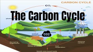 The Carbon Cycle Process [upl. by Ynnot]