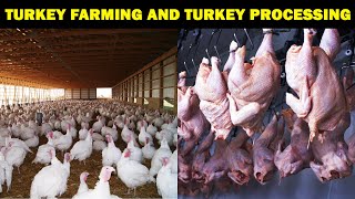 Turkey Farming and Turkey Meat Processing  Turkey Farm amp Turkey Processing Plant  Turkey Raising [upl. by Ahsilrak]