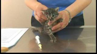 Kitten Care  DeWorming Kittens [upl. by Farver824]