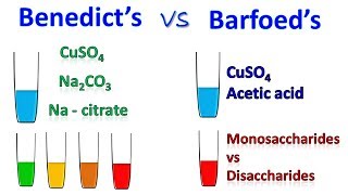 Difference between Barfoed and Benedict test [upl. by Resarf]