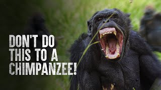 How to Survive a Chimpanzee Attack [upl. by Basso528]