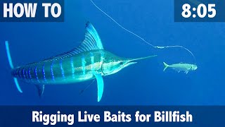 Rigging Live Baits for Billfish [upl. by Bohner947]