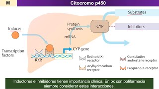 Farmacocinética METABOLISMO de fármacos [upl. by Eedrahs]