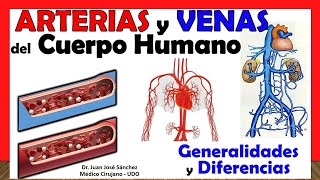 🥇 Arterias vs Venas GENERALIDADES y DIFERENCIAS [upl. by Eetnuahs]