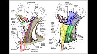 How Gamma Knife Technology Helps with Brain Tumor Treatment [upl. by Mihe]