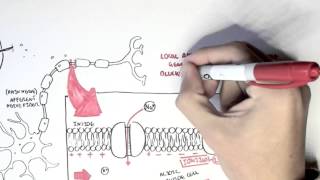 Pharmacology  Local Anaesthetic [upl. by Haughay]