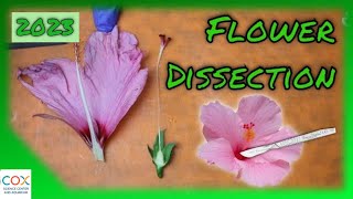 FLOWER DISSECTION Reproduction in Flowering Plants Virtual Lab  Virtual Science Shorts [upl. by Ailehs8]