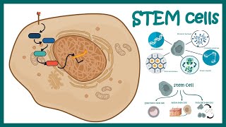 Stem cells  properties metabolism and clinical usage [upl. by Lesna162]