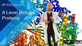 Proteins  A Level Biology [upl. by Zennas]