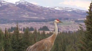 Sandhill Crane Vocalizations [upl. by Nilat]