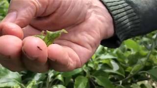 How to control aphids on fruit trees [upl. by Namzaj210]