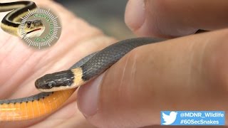 60Second Snakes Northern Ringnecked Snake [upl. by Sena]