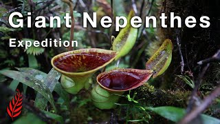 Giant Nepenthes Expedition [upl. by Nnael483]