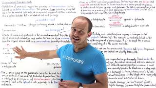 Transamination of amino acids [upl. by Gibson303]