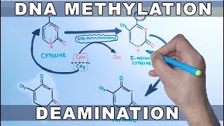 DNA Methylation [upl. by Rodrick847]