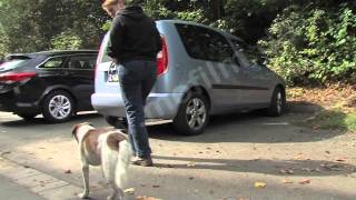 Tiermedizin  Arthrosetherapie bei Hunden [upl. by Shirk]