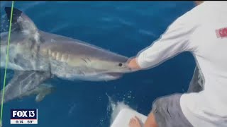 Great white shark bites boat in Gulf waters off Tampa Bay [upl. by Nata905]