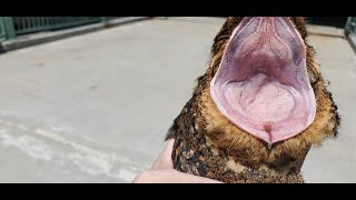 Large open mouth view of a Nightjar Bird  Mississippi Wildlife [upl. by Green]