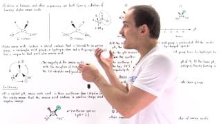 Introduction to Amino Acids [upl. by Nosylla]