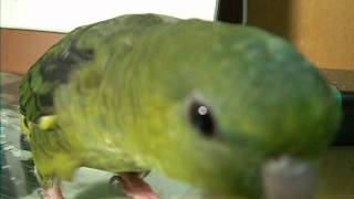 lineolated parakeet good singing [upl. by Lodge265]