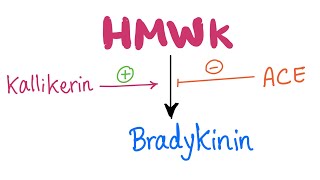 KallikreinKinin​ System Pathway Let’s make Bradykinin  Physiology Biochemistry Pharmacology [upl. by Healey]