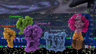 Electron transport chain [upl. by Anid]