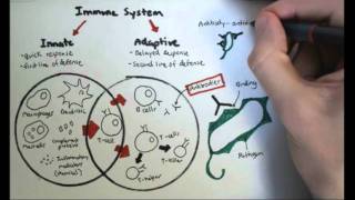 Immunology Overview [upl. by Eillah]