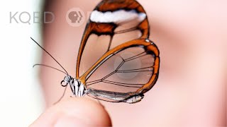 Glasswing Butterflies Want To Make Something Perfectly Clear  Deep Look [upl. by Norag]