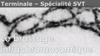 Le brassage intrachromosomique  SVT  Terminale [upl. by Siri]