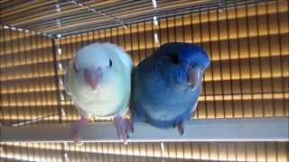 Young Lineolated Parakeet Pair Creamino amp Cobalt Blue [upl. by Brewer471]