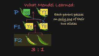 Mendels P F1 and F2 Generations Explained [upl. by Willet]