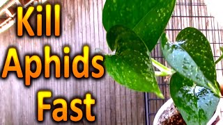 How to Kill Aphids on your Houseplants Naturally Part 1 [upl. by Pietra]