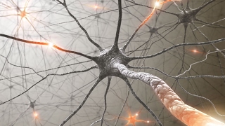 Neuroplasticity How To Rewire Your Brain [upl. by Anerbas]