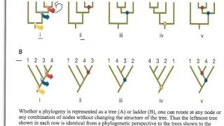 How to Interpret Phylogenetic Trees [upl. by Ethan]