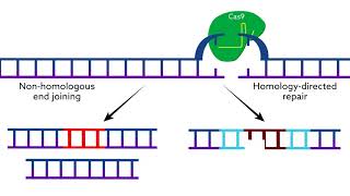 Making CRISPRCas9 work in the brain [upl. by Brittani]