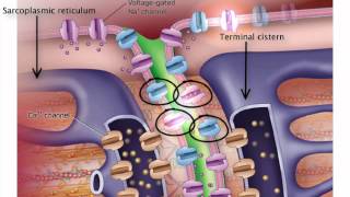 ExcitationContraction Coupling [upl. by Deery]