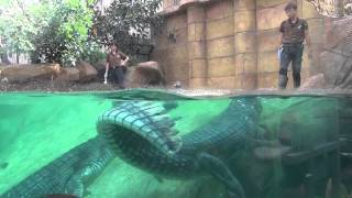 Indian Gharial Feeding Time  River Safari [upl. by Hgiellek]