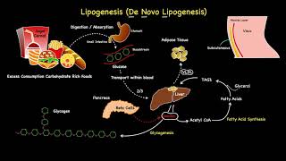 Lipogenesis Summarised [upl. by Airyk]