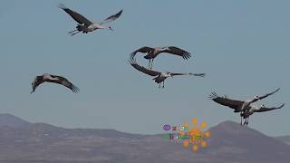 Sandhill Cranes With Sounds [upl. by Doowron802]