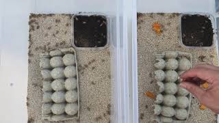 How To Breed amp Raise Crickets  The Critter Depot [upl. by Sandy]