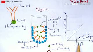 Immunoflourescence Assay  Principle  Procedure  By phanindra gupta  Bio science [upl. by Martreb]