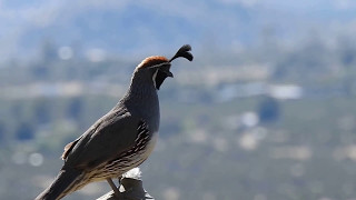 Gambels quail call [upl. by Menides]