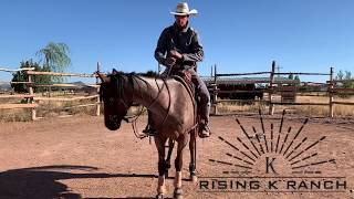 How to Handle the Reins Beginner Horseback Riding [upl. by Weiner]