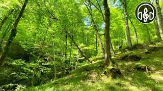 Beautiful spring mountain forest Birdsong in the Caucasus forest [upl. by Granniah]