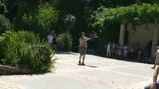 Show das aves Buteo  Jardim Zoologico de lisboa [upl. by Franzen]